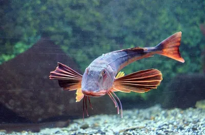Рыба петух | Пикабу