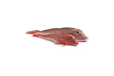Петушок Сиамский Betta splendens - Рыбки - Nano Fish