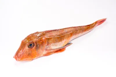 Петушок Сиамский Синий Betta splendens - Рыбки - Nano Fish