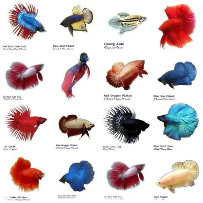 Низкая цена! Купить 1л) Петушок Халф Мун Синий за 1000 руб.! В наличии  более 280 видов аквариумных рыбок и 4000 товаров для аквариума!