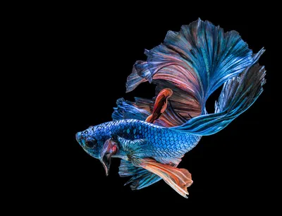 Тригла или морской петух Одной из самых красивых и необычных рыб Черного  моря является Тригла... | ВКонтакте