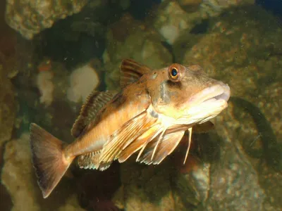 Бронированный морской петух: Ктулху фхтагн! Рыба из кошмара безумца