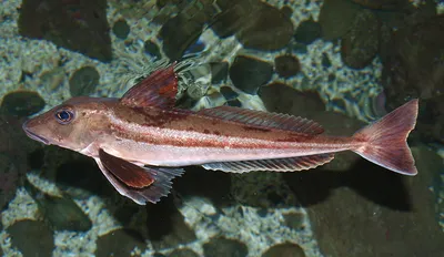 Рыбка петух - 73 фото