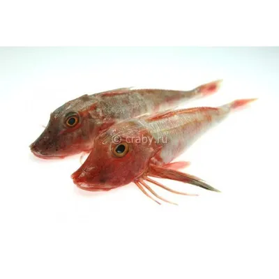 Рыбка петушок: красота и разнообразие - Зоомагазин MasterZoo
