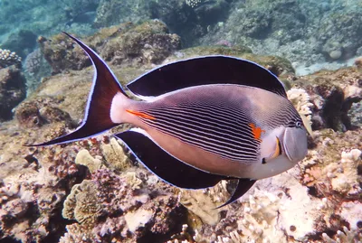 Rhinecanthus aculeatus M/ Спинорог Пикассо колючий