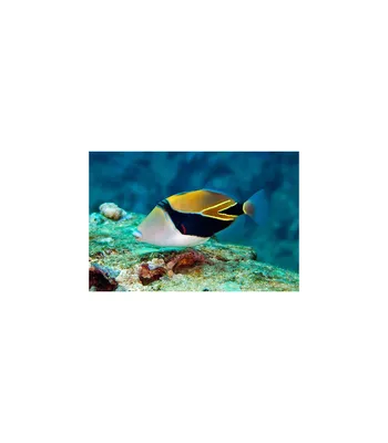 Surgeonfish_fbf99_lg.jpg