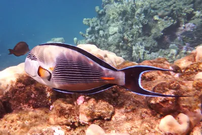 Picasso Triggerfish (Rhinecanthus Aculeatus), Coral Fish On The Coral Reef.  Фотография, картинки, изображения и сток-фотография без роялти. Image  174323337