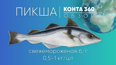 Пикша без головы свежемороженая купить по низкой цене 325.00р. с доставкой  в Москве и области