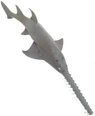 Рыба-пила 3D модель - Скачать Животные на 3DModels.org