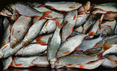 Ikan рыба Pindang Pindang одна из традиционных продуктов питания из  Pekalongan Iindonesia. Pindang для сохранения рыбы, так что эт Стоковое  Фото - изображение насчитывающей органическо, морепродукты: 188720728