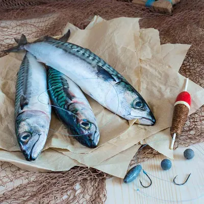 Нихон кэйдзай (Япония): рыба для борьбы с «корона-слабоумием»? Особенности  питания, активизирующие деятельность мозга | 07.10.2022, ИноСМИ