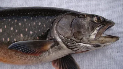 Рыба для здорового питания: топ-5 самых полезных и недорогих видов |  FoodOboz
