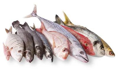Еда Красная Рыба Питание - Бесплатное фото на Pixabay - Pixabay