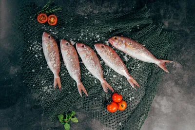 Рыба: что надо знать о пользе, вреде и правильном потреблении