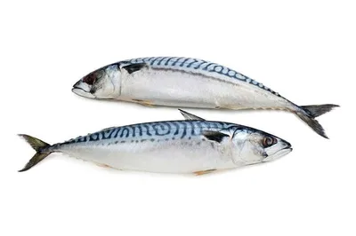 Рыба и морепродукты – важные составляющие здорового питания - KP.RU