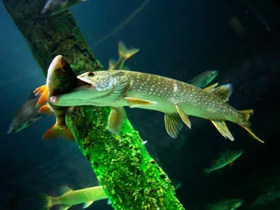 свежая сырая рыба на деревянной разделочной доске концепция здорового  питания сырая рыба со специями Фото Фон И картинка для бесплатной загрузки  - Pngtree