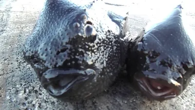 Пинагор рыба которую поймали в Куйбышевском водохранилище, как морская рыба  попала в водохранилище | Заметки ихтиолога. | Дзен