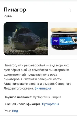Пинагор или рыба-воробей (лат. Cyclopterus lumpus) – Интересные животные