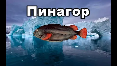 Рыба воробей - пинагор - Рыболовная база Завидово
