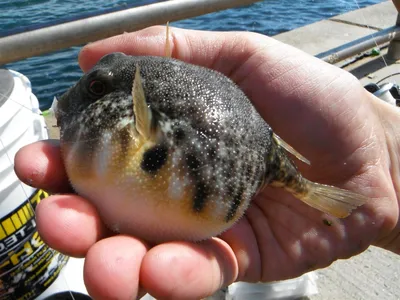 Глаза выпучены, сама как шар: В Балтийском море поймали экзотическую рыбу -  KP.RU