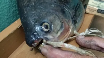 Самая опасная пресноводная рыба | Givotniymir.ru | Дзен