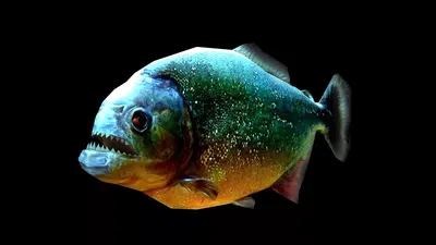 страшная рыба пираньи с большими зубами, изолированная на белом замыкании  Стоковое Фото - изображение насчитывающей гад, беспозвоночные: 270394706