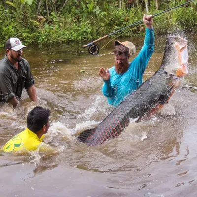 Арапайма гигантская или пираруку (лат. Arapaima gigas) – Интересные животные