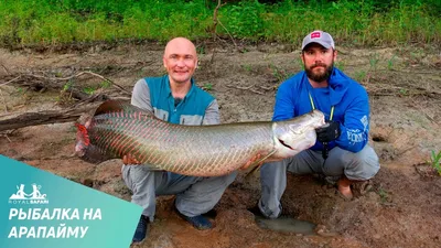 Арапаима: гигантская рыба, которая может задохнуться в воде (это не шутка)  😉 | Планетяне | Дзен