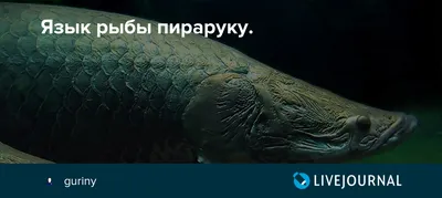 Севастопольский Морской Аквариум - Друзья, хотим познакомить вас с еще  одним интересным жителем нашего аквариума - Арапаима гигантская😊🐠  Расскажем немного о ней:👇 Систематическое положение: КЛАСС КОСТНЫЕ РЫБЫ  (OSTEICHTHYES) Семейство Костноязыкие ...