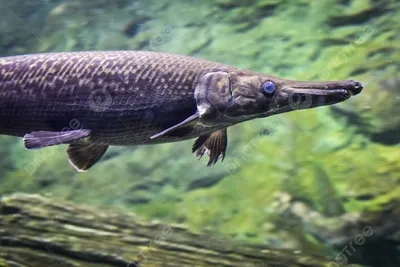 Arapaima gigas (Schinz, 1822)