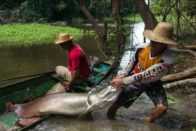 Arapaima gigas (Schinz, 1822)