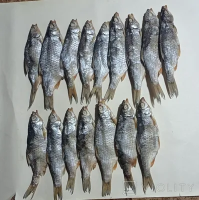 Плотва вяленая купить по выгодным ценам в Киеве, заказать Рыба вяленая и  сушеная онлайн в интернет магазине морепродуктов ribka.ua