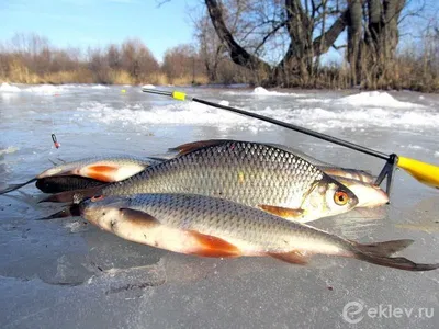 Ловля плотвы на мормышку в глухозимье