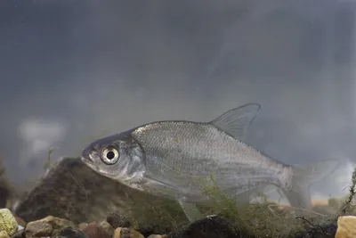 🐟 Лещ жирный вяленый (кг) - купить с доставкой в СПб | Питер-Корюшка -  интернет магазин