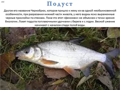 Заповедная Мордовия - Подуст – Chondrostoma variable (Linnaeus, 1758).