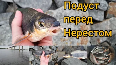 Подуст - Рыбы - Русская Рыбалка 4