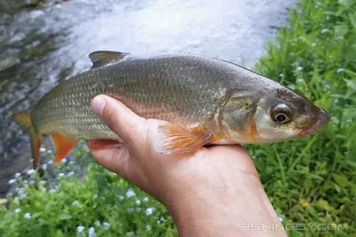 Подуст обыкновенный (Chondrostoma nasus) | FishingBY.com