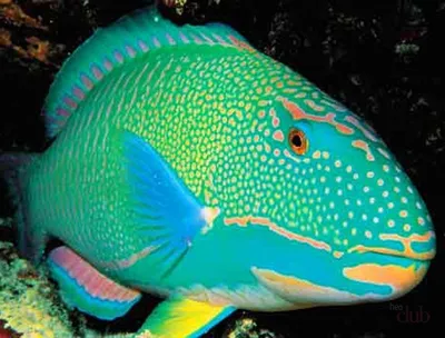 Рыба-попугай бликера | Parrot fish, Beautiful fish, Sea fish