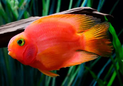 Очень красивая аквариумная рыбка …» — создано в Шедевруме