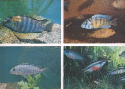 Рыба попугай аквариумная красная рыбка: содержание, фото-видео обзор