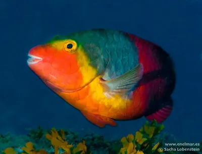 Шишколобая рыба–попугай | PetZona - канал о животных | Дзен