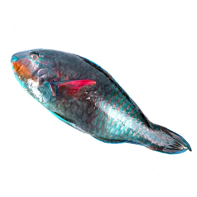 Голубая рыба-попугай: описание и рекомендации по содержанию