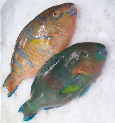 Синяя рыба попугай (Scaridae) | Удивительные животные | Дзен