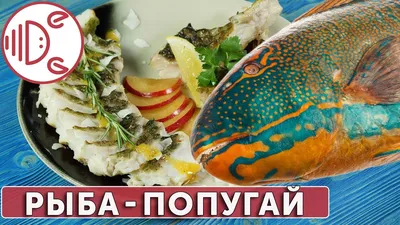 Продам рыб-попугаев, размер 12см: 150 000 сум - Аквариумистика Ташкент на  Olx