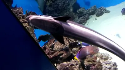 Roman Fedortsov - Remora, fish with shoe's sole on it's head Прилипала. Рыба  с отпечатком сапога на голове | Facebook