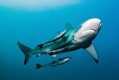 Рыба-прилипала и акула, присоски реморы ∞ Лагуна акул