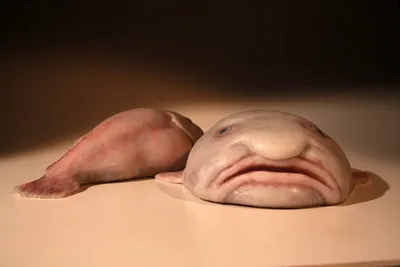 Рыба-капля (Blobfish) - Govzalla.com