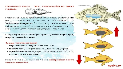 Как работает плавательный пузырь у рыб? Плавательный пузырь рыбы - это  вырост пищевода.