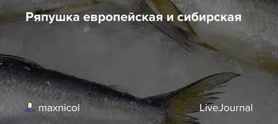 Сырок вяленый (пыжьян) — Merka-Fish.Ru — Торговля вяленой рыбой и пивными  закусками