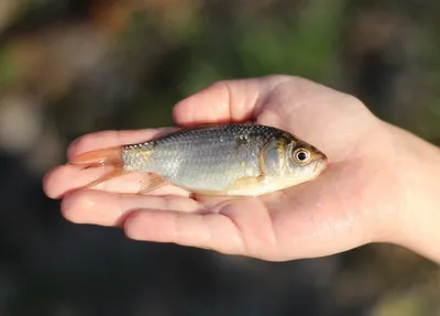 Морская и речная рыба: в чем разница и какую выбрать | fish2o |  производитель премиум лосося | Дзен